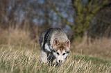 ALASKAN MALAMUTE 885